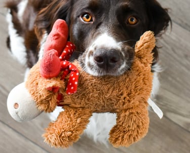 Kuscheltiere Reinigung in Tuttlingen