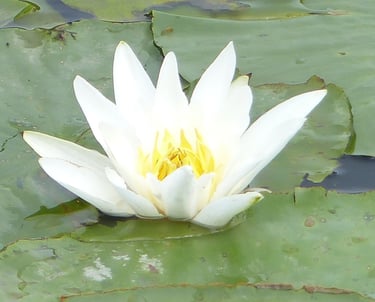 Nymphéa