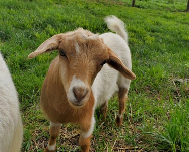 Fainting Goat Breeders