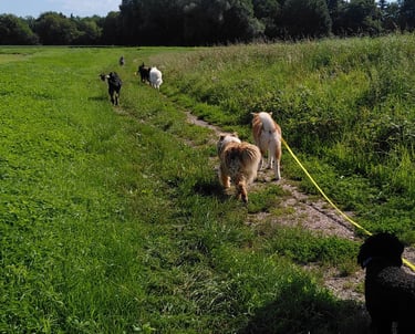 promenade avec d'autres copains