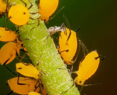 Parasitic midge eating an aphid
