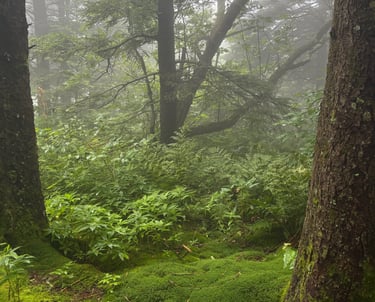 A misty and mossy forest in the Appalachian Mountains
