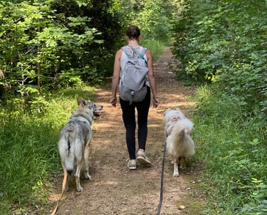 Balades canines dans le 06