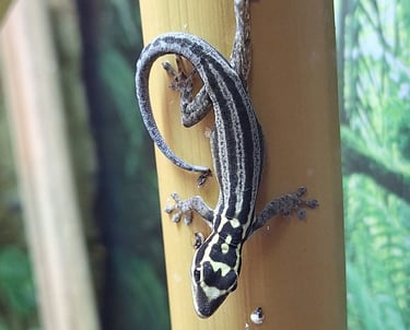 Lygodactylus kimhowelli