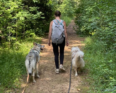 Balades canines dans le 06