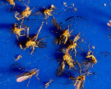 Fungus gnats on blue sticky trap