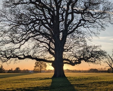 Tree - Emotional Attunement