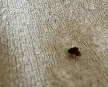 Dezynsekcja śląsk - Zwalczanie pluskwy domowej, pcheł, prusaków, karaluchów, much oraz innych owadów