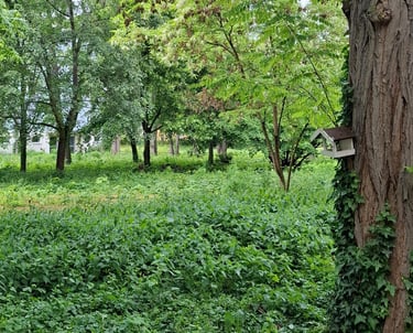 Foto von einer grünen Wiese und einem Baum mit Vogelhäuschen am Stamm.