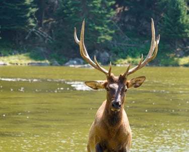 Un cerf qui sort de l'eau