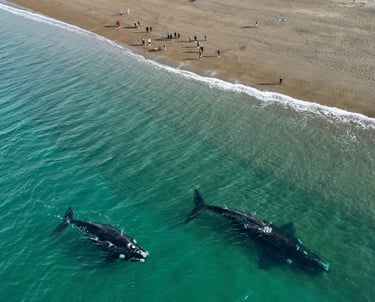 ballenas en el doradillo