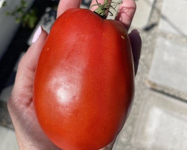 Giant homegrown Roma tomato.
