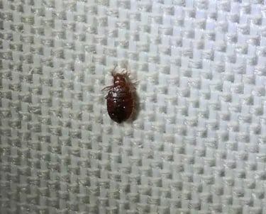 ágyipoloska irtás szakember Budapest