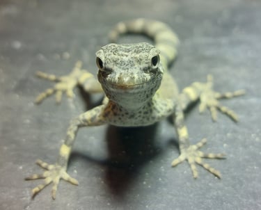 Pristurus carteri masirah