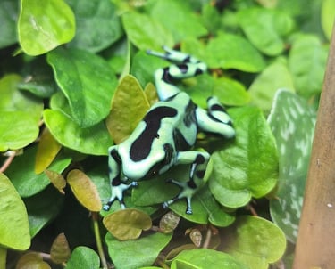 Dendrobates auratus