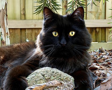 a black cat laying on a pile of rocks