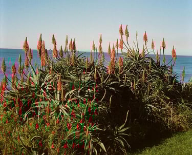 Outdoor Aloe plants in flower