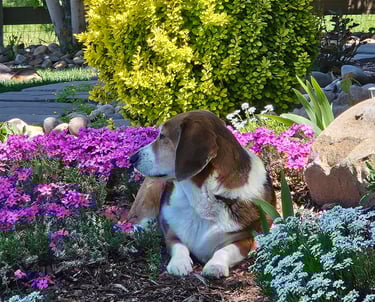 Corgi/Basset mix relaxing in the flowers