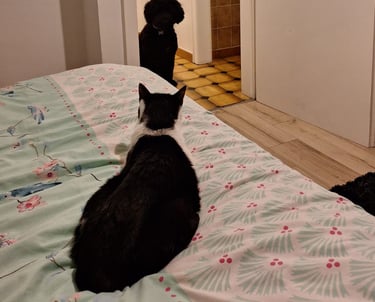 en compagnie de Félicie