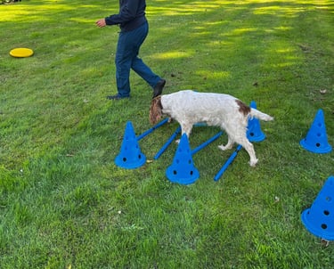 rehabilitation for dogs 