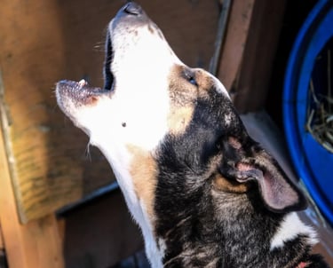 éducateur canin chien