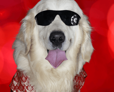 Asteroid Jr. – rescued golden dog with a heart of gold, Chief Cuteness Officer at Cosmic Pet Care