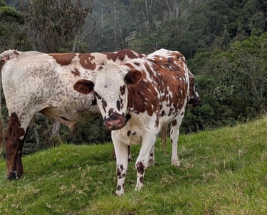 Farmers of the Sierra Nevada and their cows
