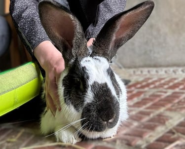 Ostéopathie animale, séance pour un lapin