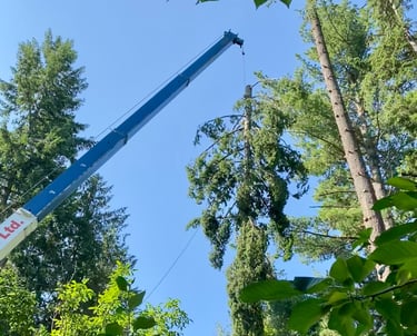 Crane tree removal service
