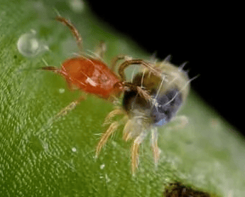 Predatory mite hunting a red spider mite