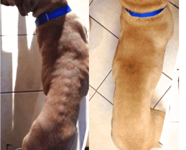 Balou before and after/emaciated to healthy