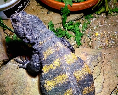 Uromastyx dispar flavifasciata