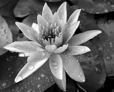 foto to lifestyle adaptations link showing white egyptian lotus in full bloom