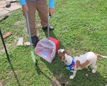 Robert using a sanitized scooper to remove waste from a customers back yard, small dog watching him