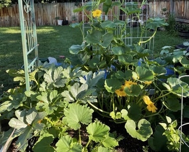 Early morning squash raised bed.