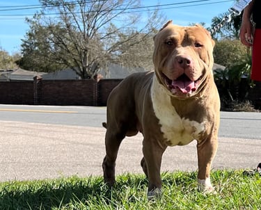 TKK AMENADIEL XL AMERICAN BULLY