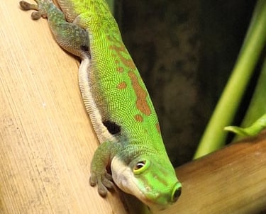 Phelsuma lineata bombetokensis