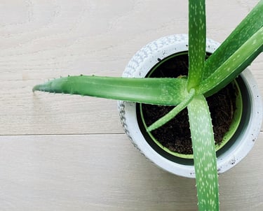 Aloe houseplant