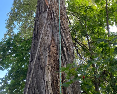 large cottonwood tree arborist