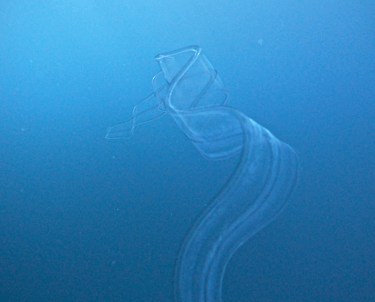 Venus girdle (Cestum veneris)