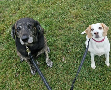 dog walker