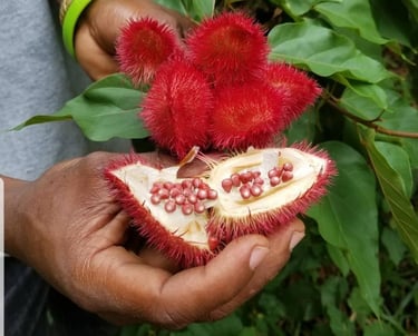 Fresh zingifuri (ginger) root showcased during a guided Zanzibar spice tour experience