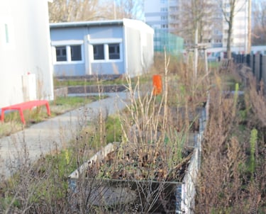 Foto der leeren Schulcontainer mit Wildpflanzen davor.