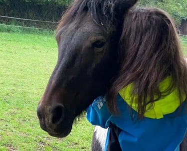 Calin entre un cheval et une femme - médiation équine
