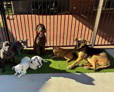 a group of dogs sitting in front of a gate