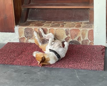cute dog
