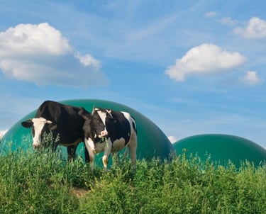 a cow standing on a hill with a green ball in the background