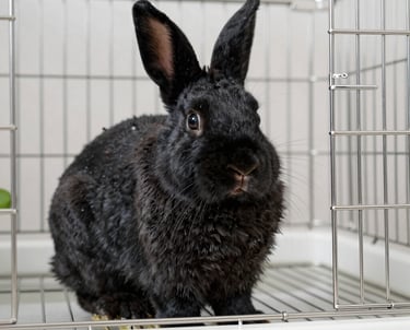 A serene outdoor pen showcasing healthy New Zealand White and English Lop rabbits in natural sunlight.