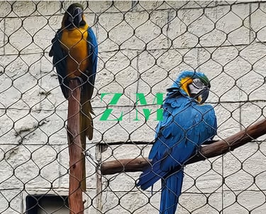 Two vibrant blue and gold macaws perched on branches inside a wire mesh aviary enclosure.