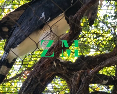 A majestic Harpy Eagle perched on a tree branch inside a sanctuary enclosure with sunlit green foliage background.